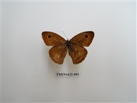 藏品(白漪波眼蝶)的圖片